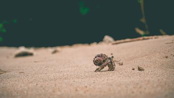 A hermit crab walking in its shell across the sand
